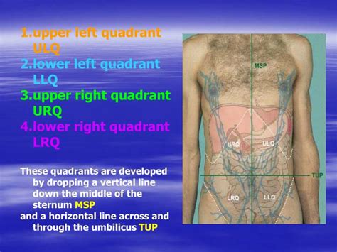 • palpation confirms location of lower edge. PPT - HUMAN ANATOMY 101 PowerPoint Presentation - ID:3388200