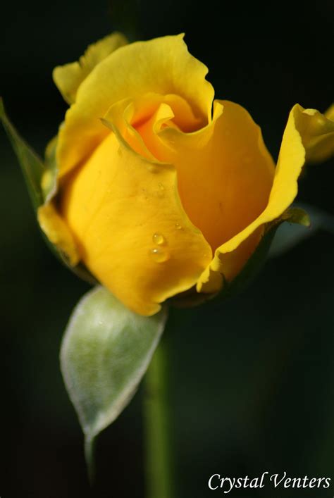Yellow Rose Bud By Poetcrystaldawn On Deviantart Rose Buds Yellow