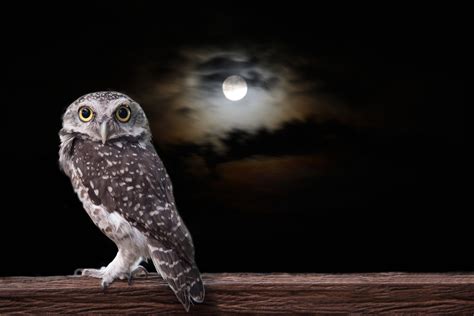 Night Owl Art And Collectibles Prints