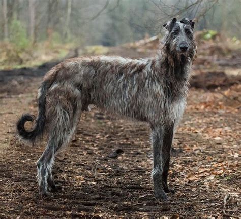 17 Best Images About Scotlands Deerhounds On Pinterest Irish Puppys