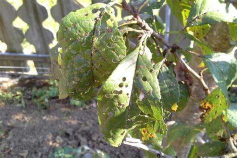 Bacterial Canker Pests And Diseases