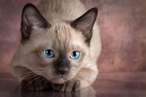 Cat Breed Siamese K Ultra Hd Wallpaper Siamese Cats Blue Point Cat Hot Sex Picture