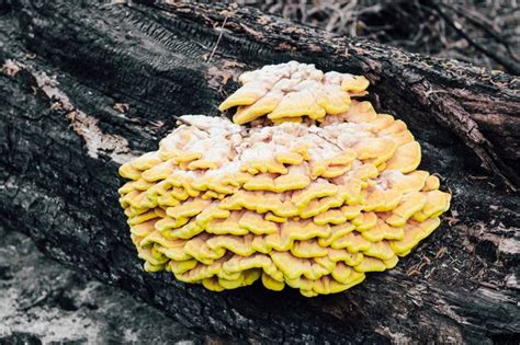 Um Enorme Fungo Parasita Amarelo Laetiporus Sulphureus Cresceu Foto