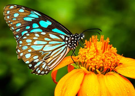 Scientists Can Now Alter Butterfly Wing Patterns