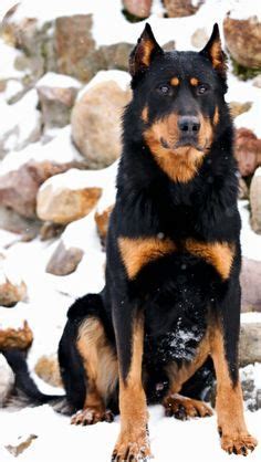 Use the search tool below and browse the beauceron was hardly ever seen outside france until the turn of the 20th century. Beauceron / Beauce Shepherd / Chien Berger de Beauce | Dog ...
