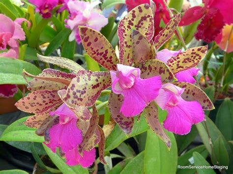 American Orchid Society Fall Show In Delray Beach Florida Orchids Delray Beach Florida