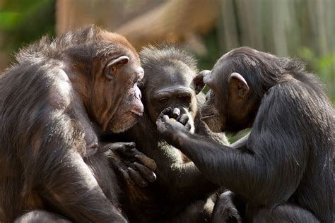 Chimpanzees Have Their Own Language — And Scientists Just Learned How