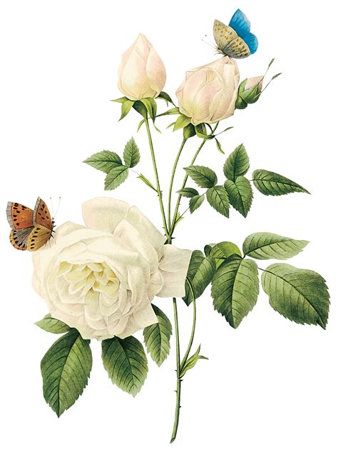 If you like, you can download pictures in icon format or directly in png image format. White rose PNG image, flower white rose PNG picture