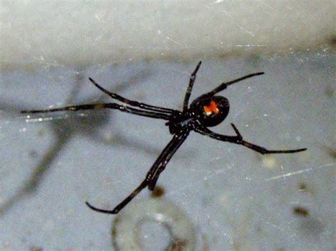Black widow spiders live in cool, dark places like sheds and garages. Southern Black Widow