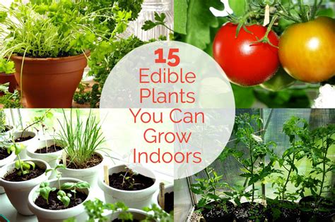 Enjoy your food in good health. 15 Edible Plants You Can Grow Indoors