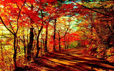 Autumn Forest Mac Wallpaper Download Allmacwallpaper