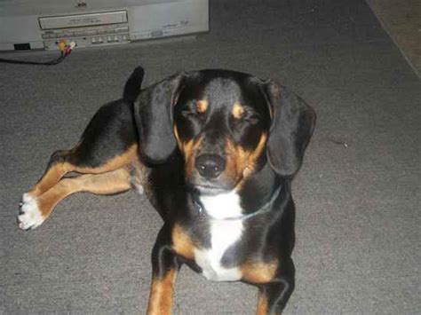 doxle beagle  dachshund mix info temperament puppies pictures