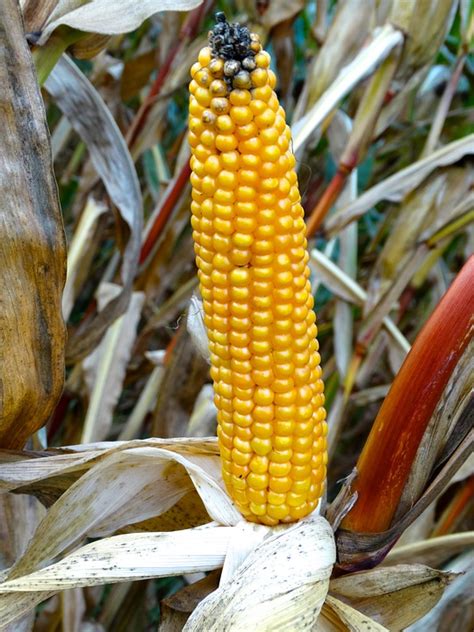 Corn On The Cob Plant · Free Photo On Pixabay