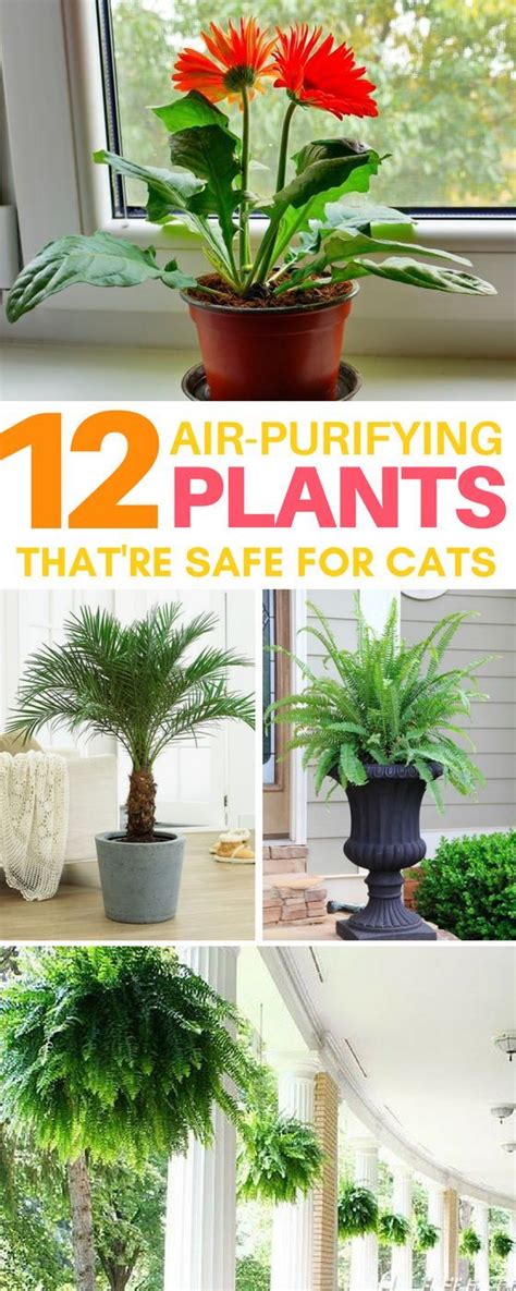 12 Common Houseplants Safe For Cats That Filter Your Air Artofit