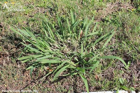 Dallisgrass Vs Crabgrass Differences With Pictures Crabgrasslawn