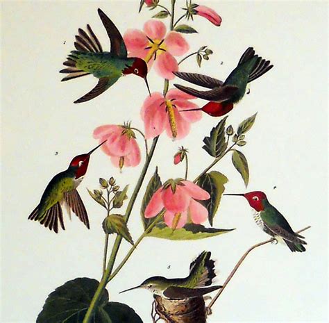 Columbian Hummingbird Print By John J Audubon Audubon Prints