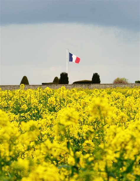 French Flag Flowers Yellow Free Photo On Pixabay Pixabay