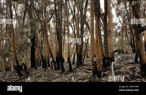 Fire Damaged Eucalyptus Trees Stock Videos And Footage Hd And 4k Video