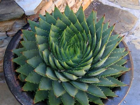 How To Grow And Care For A Spiral Aloe World Of Succulents