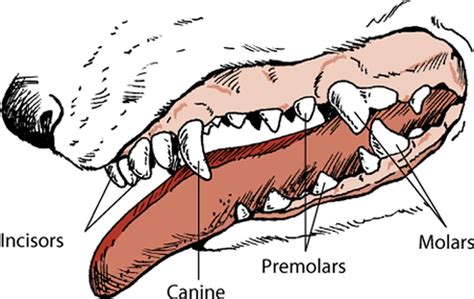 Canine Tooth Labeled Diagram Draw It Neat How To Draw Tooth Diagram