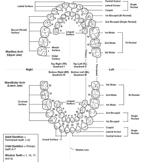Full Mouth Tooth Numbering Diagram Dental Assistant Study Dental