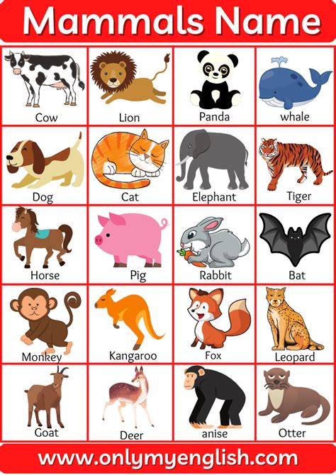 Mammals Name And Examples With Pictures