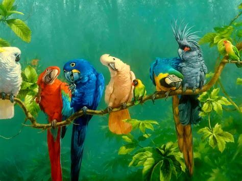 Parrot Wallpapers Wallpaper Cave