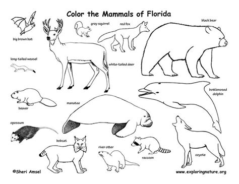 25 Free Printable Mammals Coloring Pages Cerysrosalie