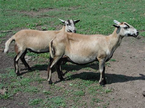 Barbados Blackbelly Sheep The Livestock Conservancy