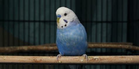 Uncovering The Mystery How Long Are Parakeets Pregnant For Pawsgeek