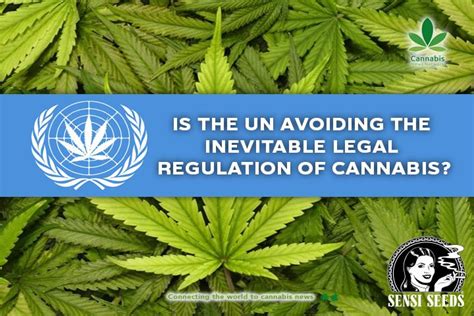 Is The Un Avoiding The Inevitable Legal Regulation Of Cannabis Cannabis News Network