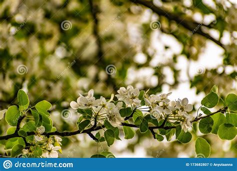 There Are Many White Flowers On The Cherry Tree Fluffy Delicate Petals