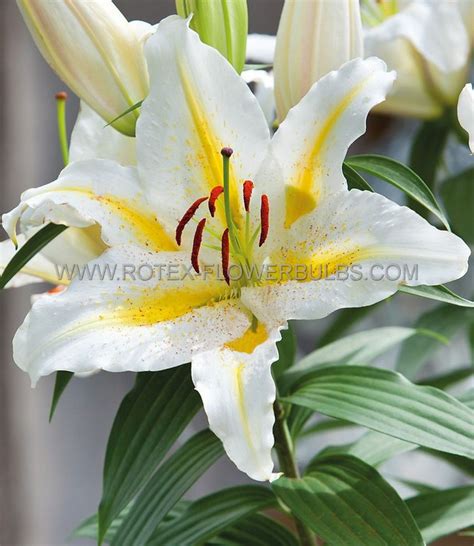 Lilium Oriental ‘garden Party‘ 1416 Cm 30 Pcarton Rotex