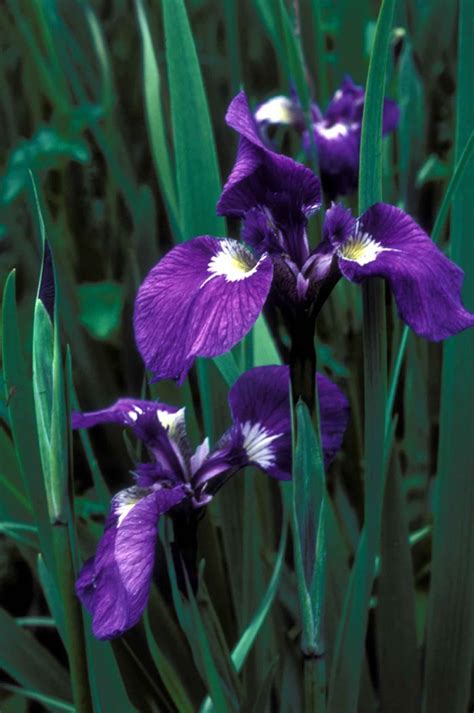 Free Picture Wild Iris Flower Iris Setosa