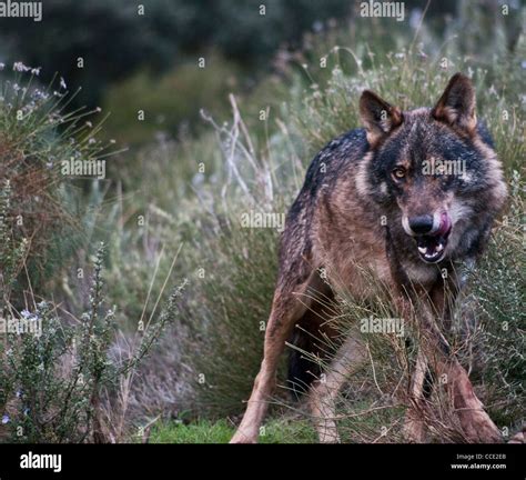 Iberian Wolf Canis Lupus Signatus Licking Himself Captive Iberian