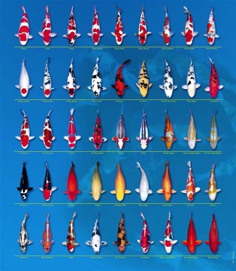 Koi Breed Chart (With images) | Koi fish colors, Koi fish, Koi