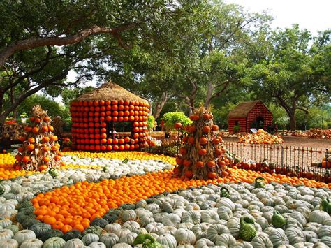 The Dallas Arboretum Arboretum Pumpkin Village Pumpkin Fall At The