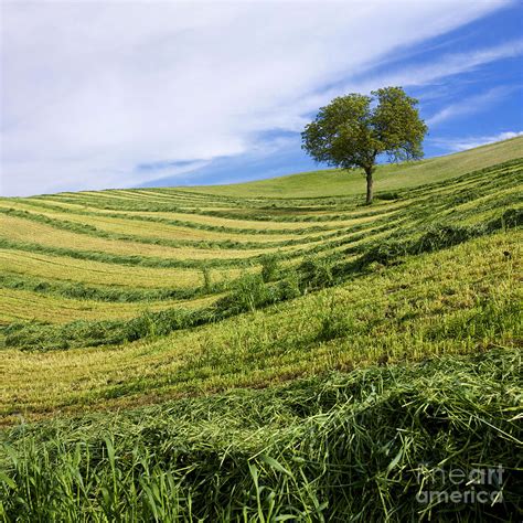 Tree In A Mowed Field Limagne Auvergne France Europe Photograph By
