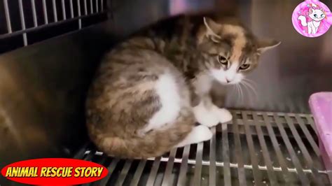 Stray Pregnant Cat Trembled With Fear Cowering In The Corner Of The