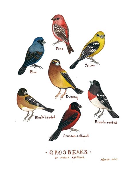 Field Guide Painting Grosbeaks Of North America Kate Dolamore Art