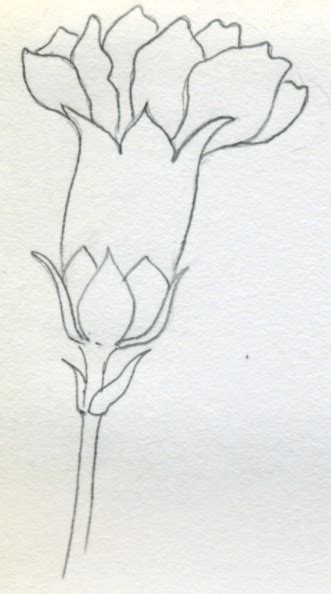 The carnation is a flower native to the mediterranean region. How To Draw Carnation