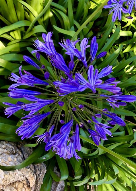Agapanthus Lily Of The Nile Or African Lily In 2020 African Lily