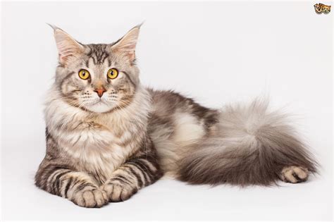 We and our trusted partners use technology such as cookies on our site to personalize content and ads, provide social media features, and analyze our traffic. Maine Coon Cat Breed | Facts, Highlights & Buying Advice ...