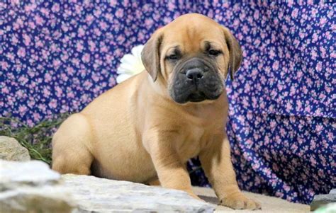 Bullmastiff Puppies For Sale Puppy Adoption Keystone Puppies