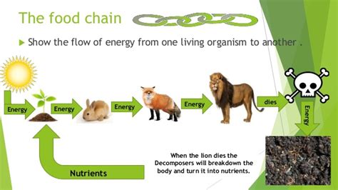 Which of the following links of the food chain eats the animals that eat plants? FINAL presentation on "how do living things interact?"