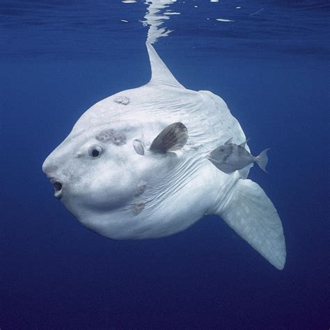 Ocean Sunfish Mola National Geographic