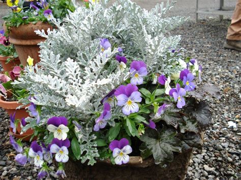 It is perfect for planting beneath deciduous trees. Winter flowering container ideas. Pansies, Dusty Miller ...