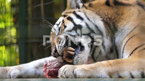The Siberian Tiger Eats Raw Meat Wild Animals In Captivity 2 Stock