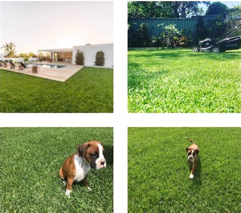 Since 1997 there has been over 50 million metres of sir. SIR WALTER BUFFALO TURF GRASS - Per Square Metre - Hendra Hardware