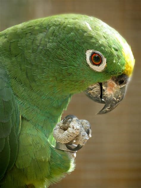 Yellow crowned amazon, single yellow headed amazon. Parrot Encyclopedia | Yellow-crowned Amazon | World Parrot ...